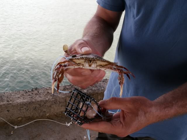 Catch Crab With Your Fishing Pole!