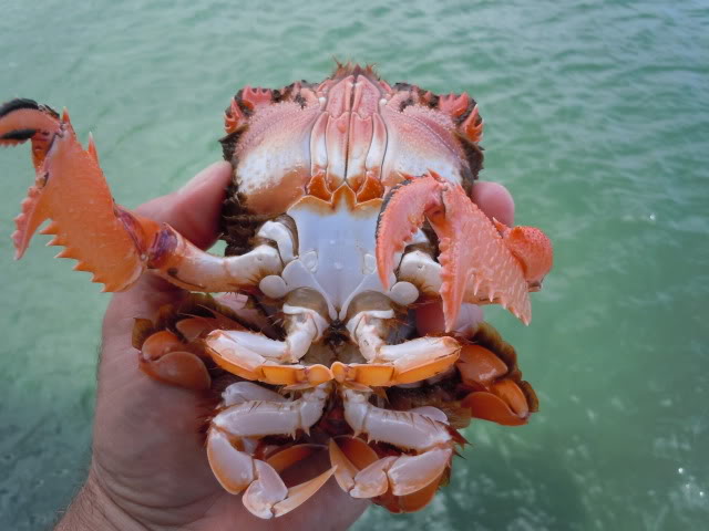 Catch Crab With Your Fishing Pole!